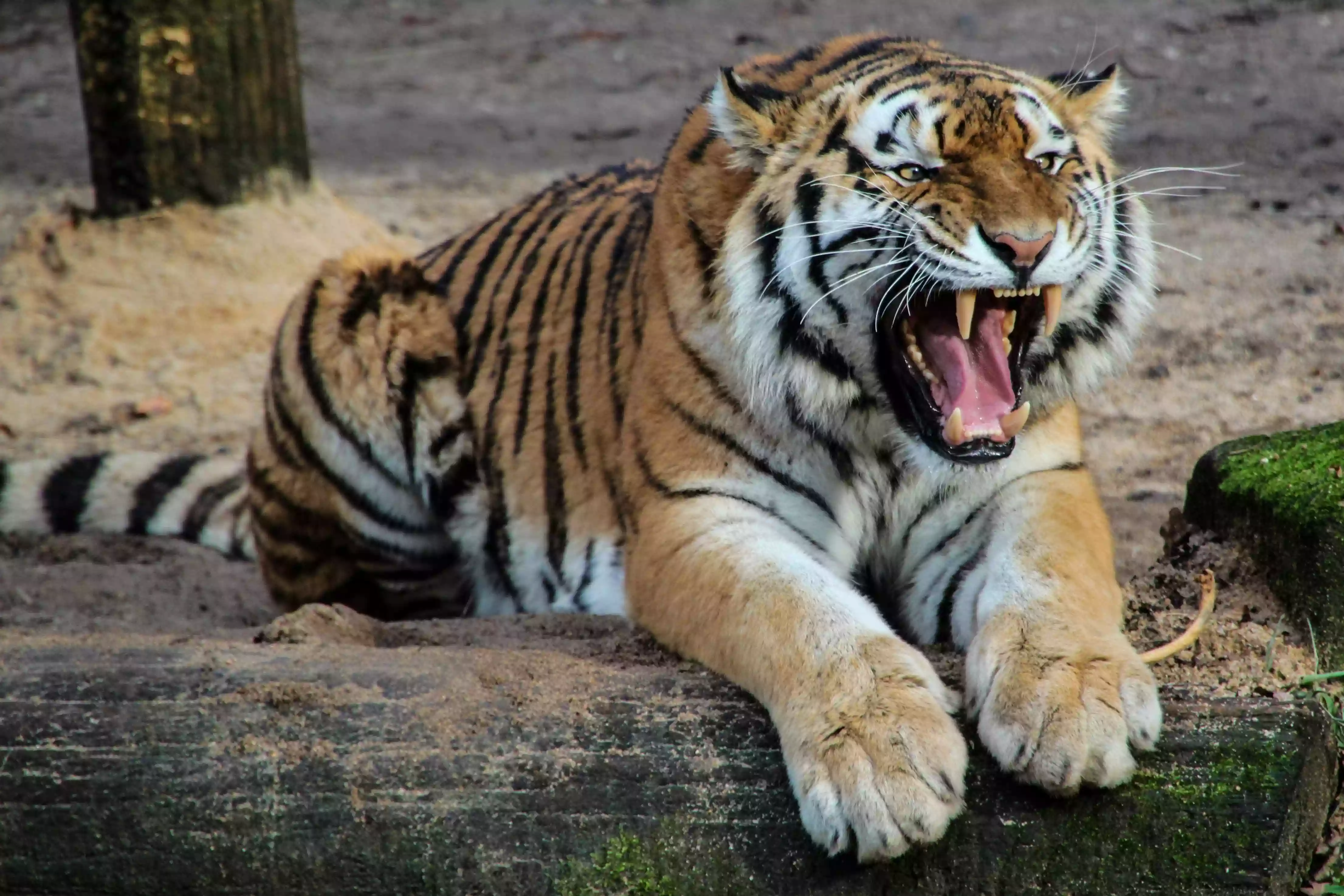 New 1000-acre safari park proposed for Jhargram; tigers & leopards to be shifted from Siliguri